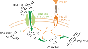 metabolic pathway